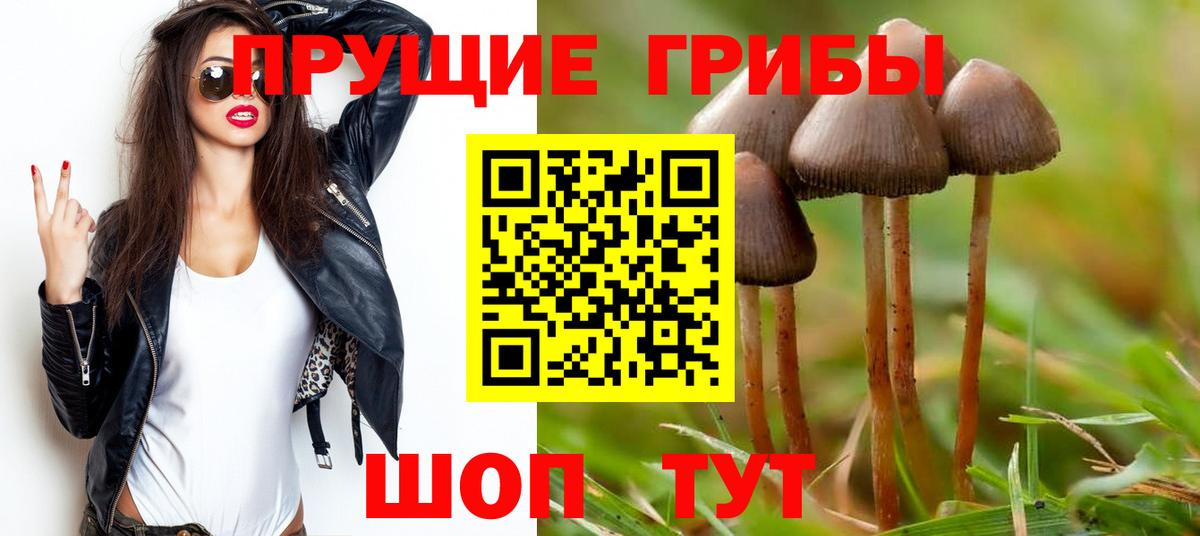 Псилоцибиновые грибы Psilocybe Новоалтайск